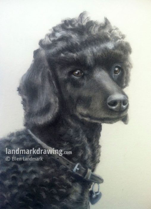 “Yatzy” Poodle