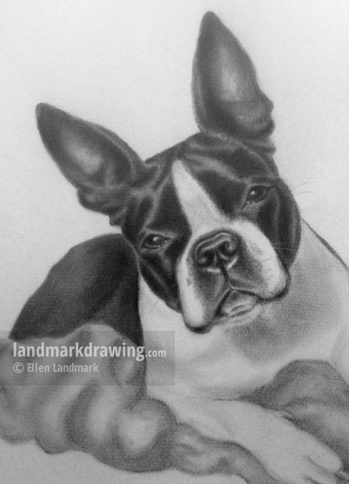 “Houdini” Boston Terrier