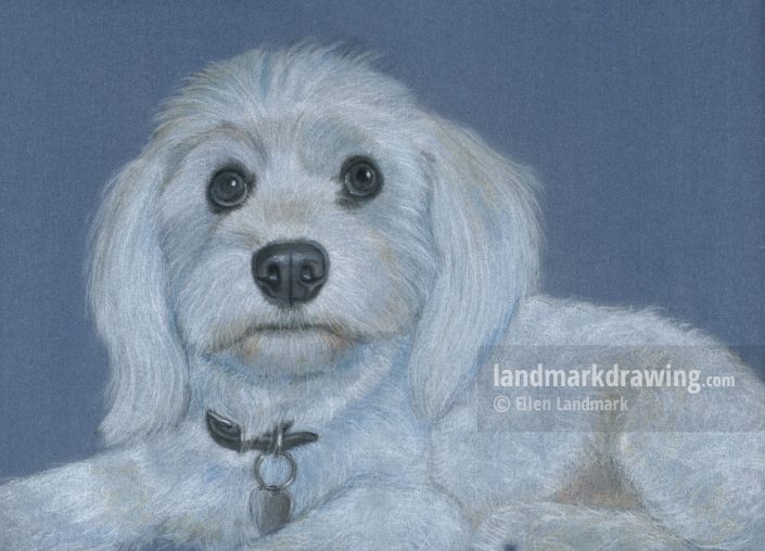 “Albert” Coton de Tulear