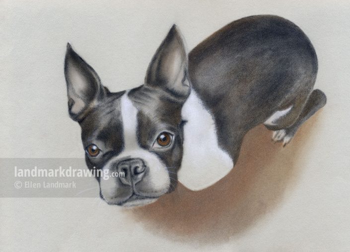 “Bille” Boston Terrier