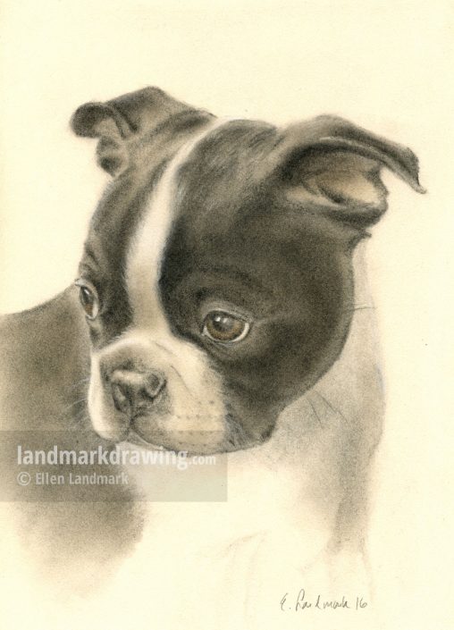 “Bille” 6 weeks
