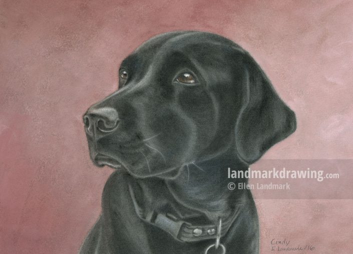 “Cindy” Working Labrador