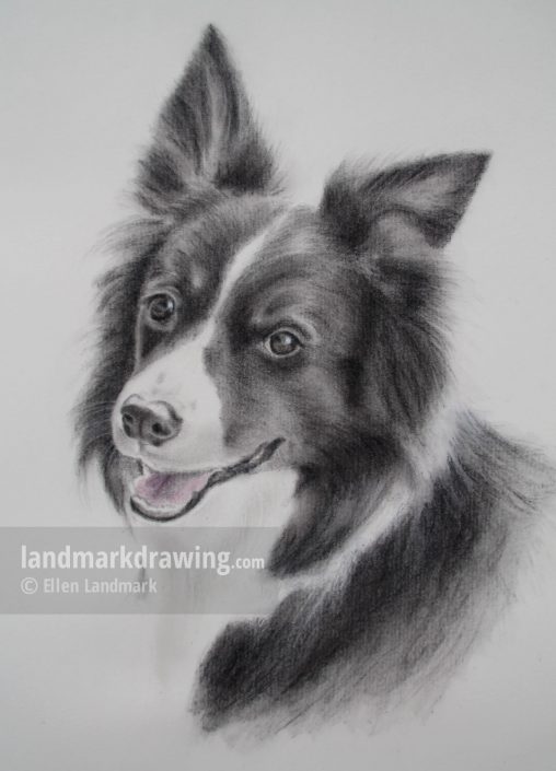 “Frisko” Border Collie