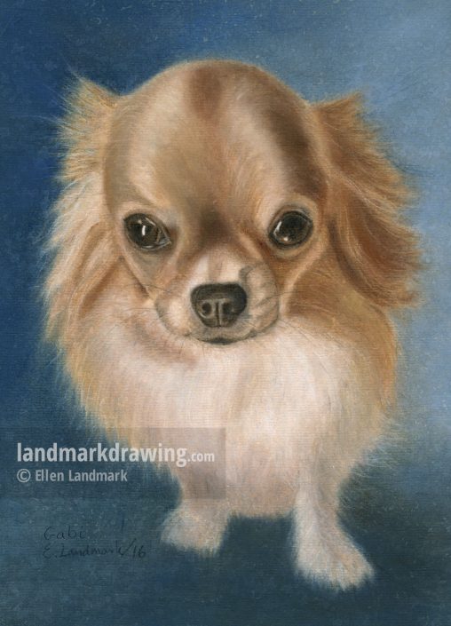 “Gabi” Chihuahua