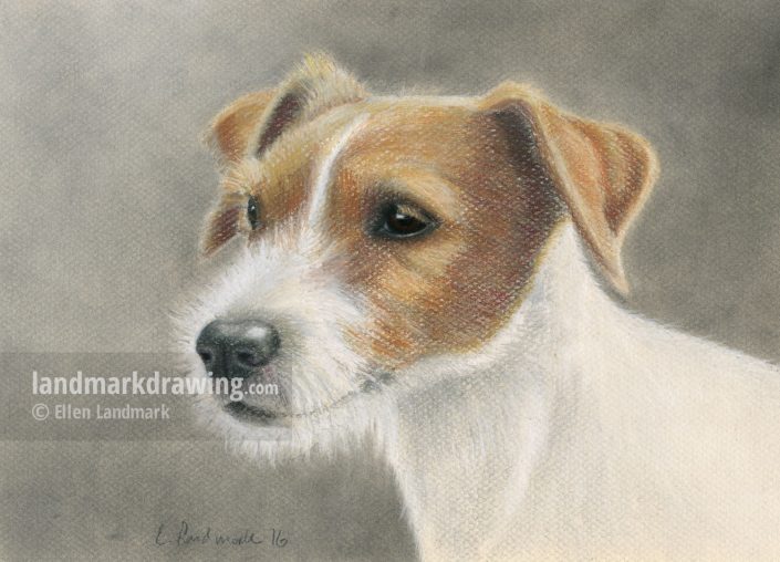 “Josie” Parson Russell Terrier