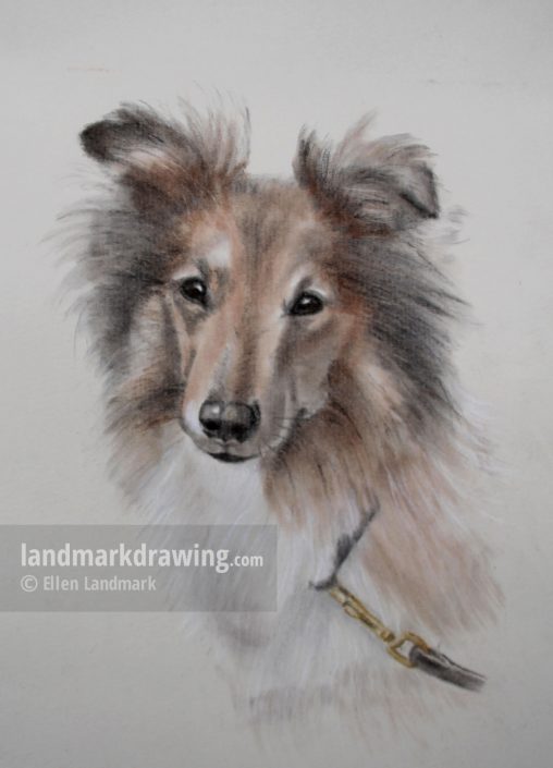 “Karla” Sheltie