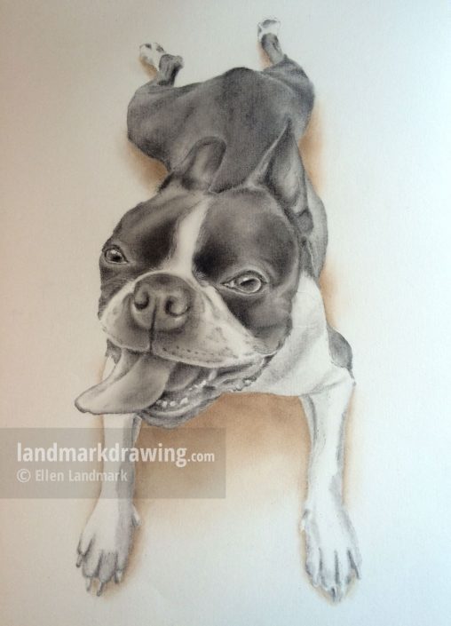 “Houdini” Boston Terrier