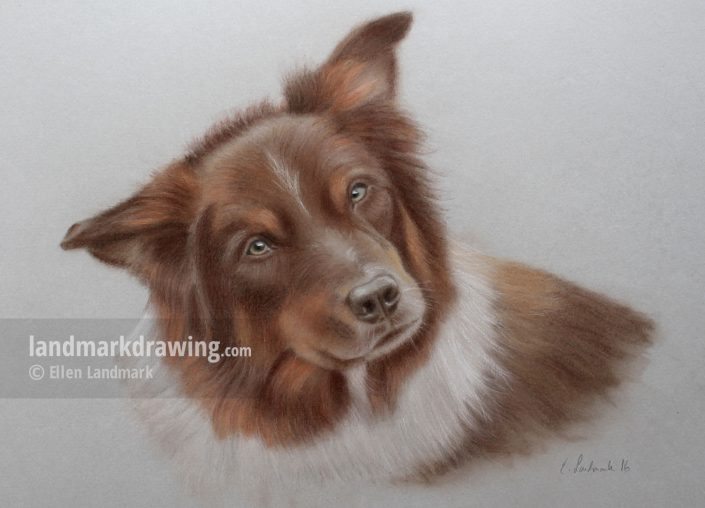 “Jack” Border Collie