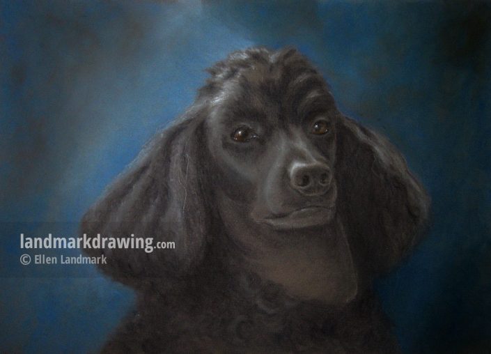 “Yatzy” Poodle