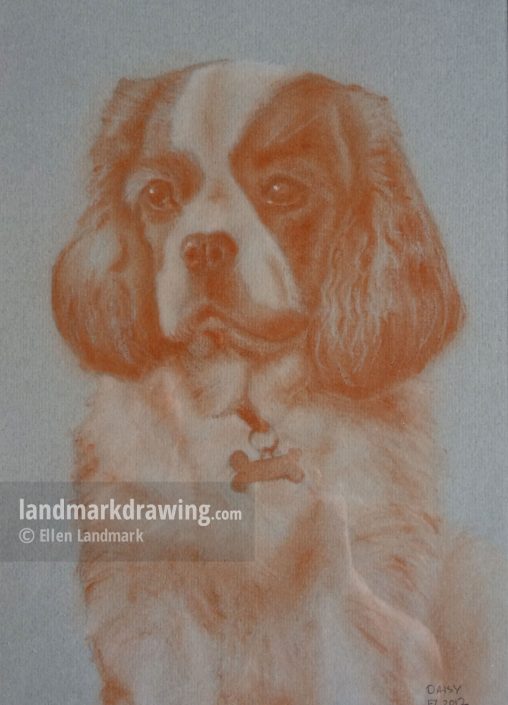 “Daisy” Cavalier King Charles Spaniel