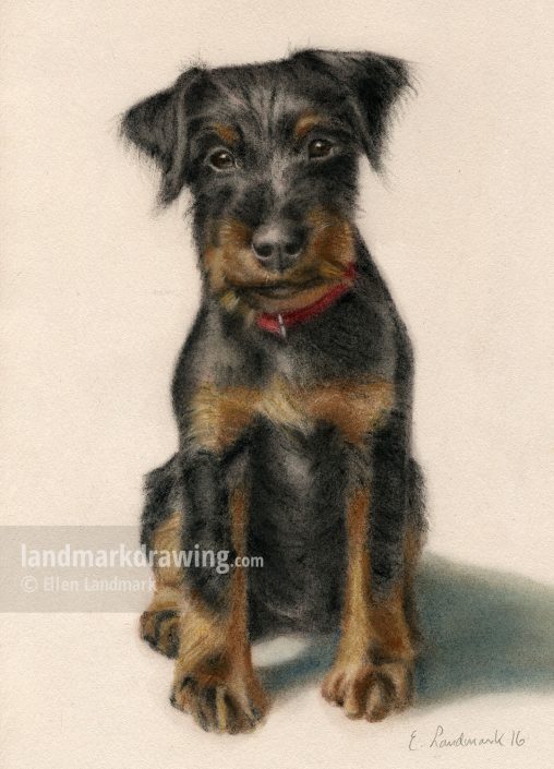 “Bjørn” German Hunting Terrier