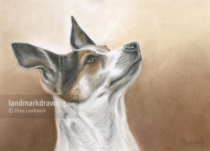 “Duffy” Jack Russell Terrier