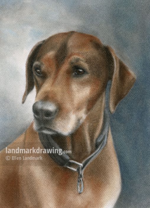 “Kiana” Rhodesian Ridgeback