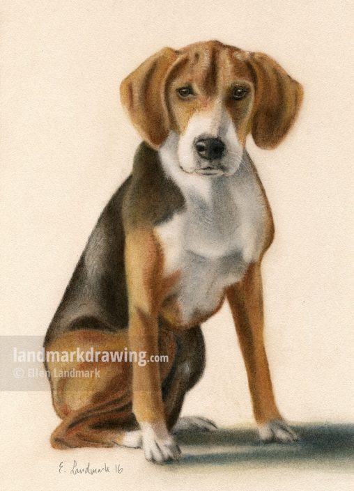 “Tora” Hamilton Hound