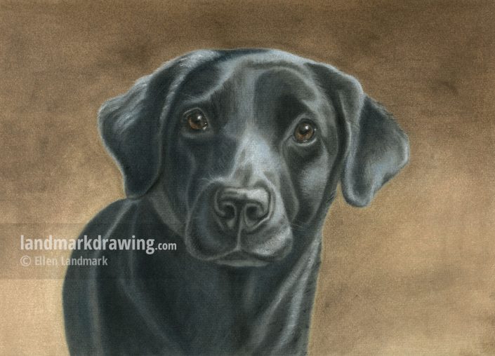 “Cindy” Working Labrador