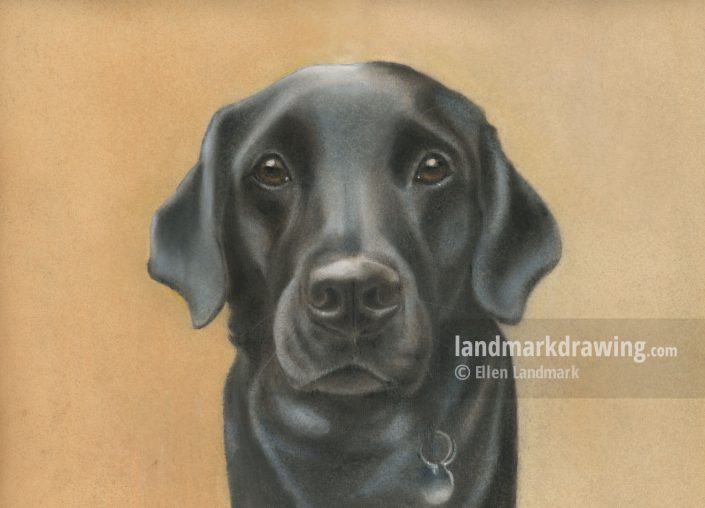 “Cindy” Working Labrador