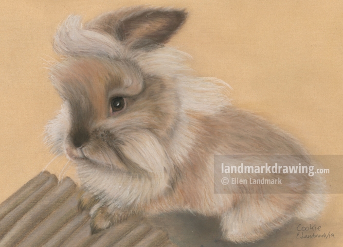 “Cookie” Rabbit