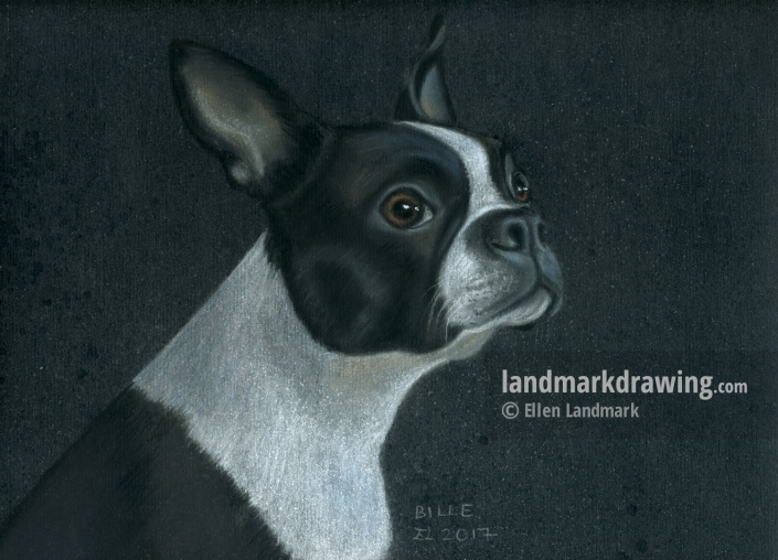 “Bille” Boston Terrier